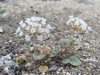Abronia turbinata, photographed by Matt Berger