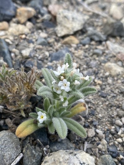 Amsinckiopsis kingii, photographed by Matt Berger