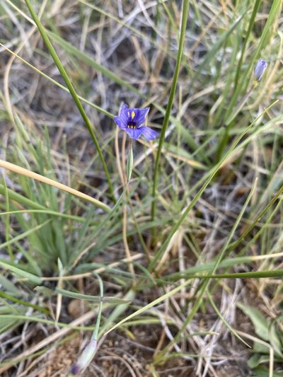 Sisyrinchium halophilum, photographed by Matt Berger