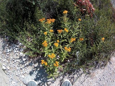 Pentanema germanicum, photographed by Михаил Орлов
