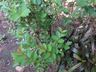 Lagerstroemia indica, photographed by Greg III Espera