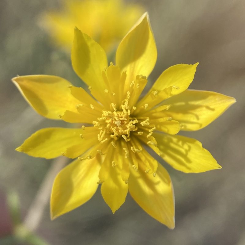 Mentzelia integra, photographed by Matt Berger