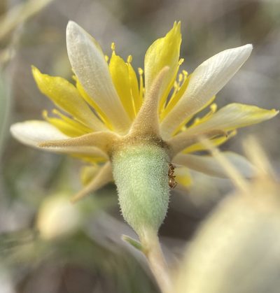 Mentzelia integra, photographed by Matt Berger