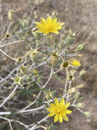 Mentzelia integra, photographed by Matt Berger
