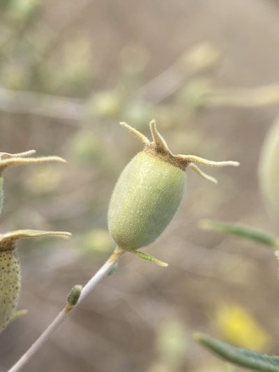 Mentzelia integra, photographed by Matt Berger