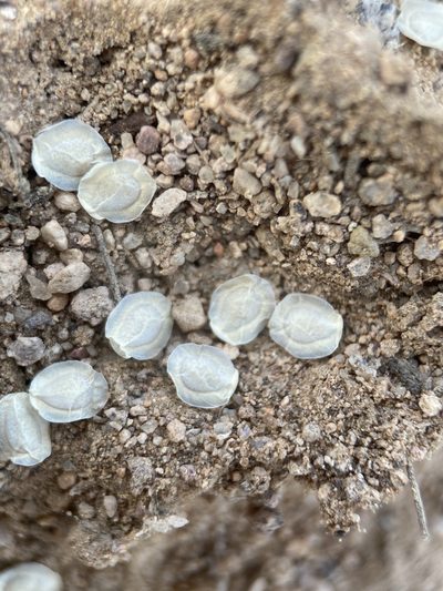 Mentzelia integra, photographed by Matt Berger