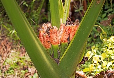 Alocasia robusta, photographed by Tony Eales