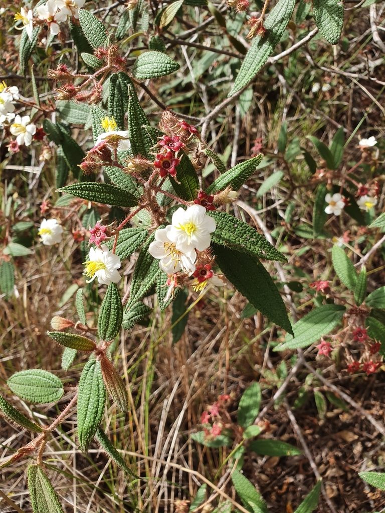 Miconia angustilamina, photographed by Yolanda M. Leon
