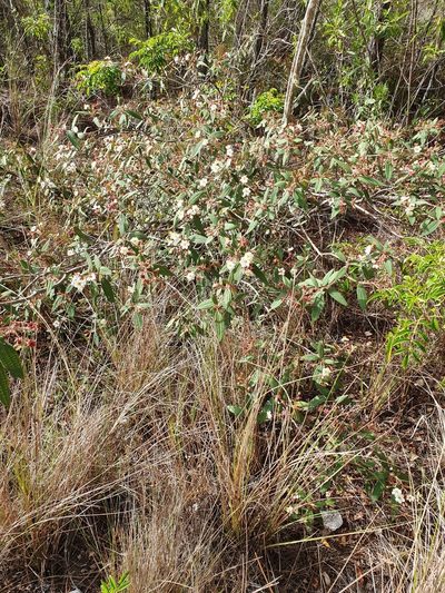 Miconia angustilamina, photographed by Yolanda M. Leon
