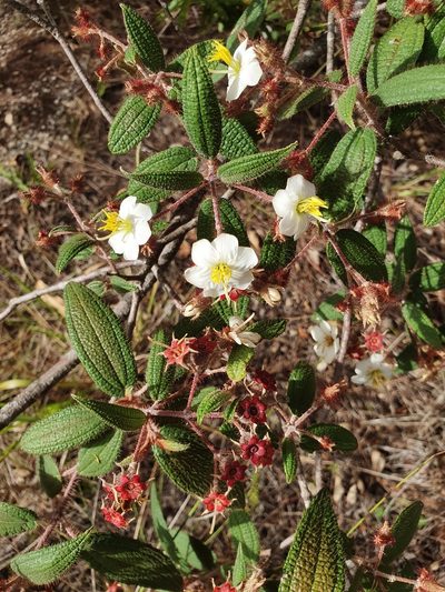 Miconia angustilamina, photographed by Yolanda M. Leon