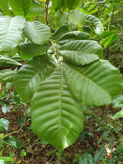 Cupania americana, photographed by Yolanda M. Leon