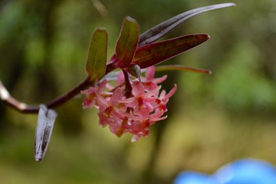 Epidendrum oxysepalum, photographed by Dairo Escobar