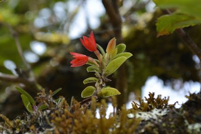Fernandezia myrtillus, photographed by Dairo Escobar