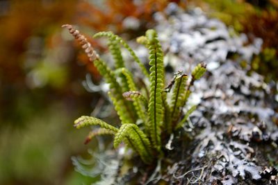 Melpomene moniliformis, photographed by Dairo Escobar