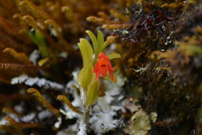Fernandezia myrtillus, photographed by Dairo Escobar