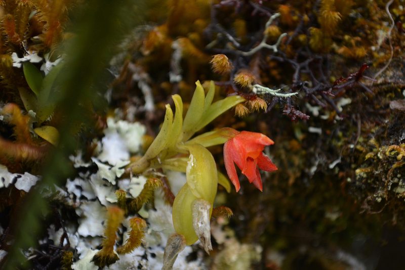 Fernandezia myrtillus, photographed by Dairo Escobar