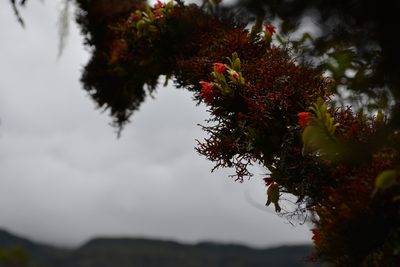 Fernandezia myrtillus, photographed by Dairo Escobar