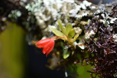 Fernandezia myrtillus, photographed by Dairo Escobar