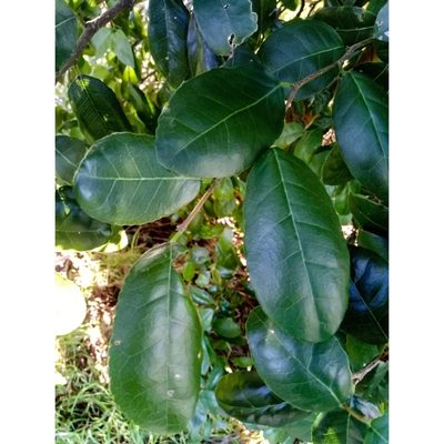 Streblus banksii, photographed by Courtney Tregurtha-Nairn