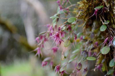 Gravendeelia chamaelepanthes, photographed by Dairo Escobar
