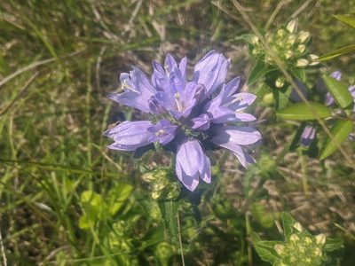Campanula cervicaria, photographed by Zoltán Stekkelpak