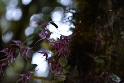 Gravendeelia chamaelepanthes, photographed by Dairo Escobar