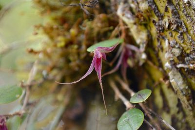 Gravendeelia chamaelepanthes, photographed by Dairo Escobar