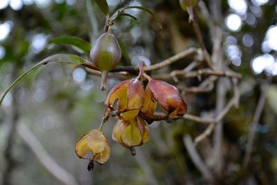 Gravendeelia chamaelepanthes, photographed by Dairo Escobar