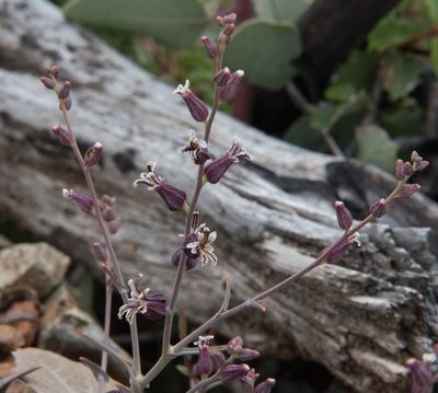 Streptanthus breweri, photographed by Don Loarie