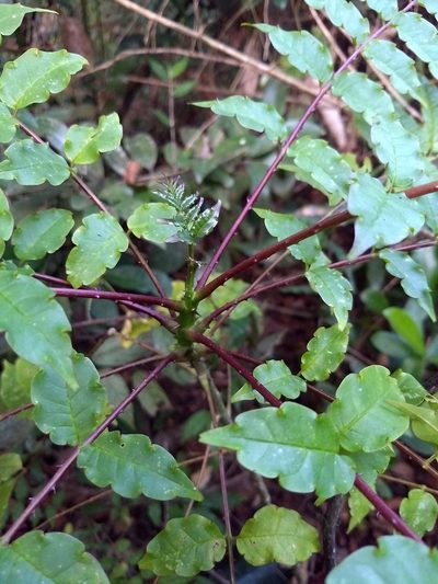 Zanthoxylum rhetsa, photographed by renjus box