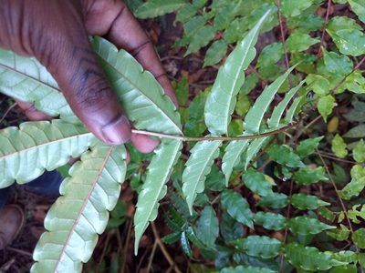 Zanthoxylum rhetsa, photographed by renjus box