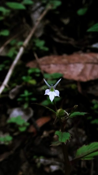 Lobelia longicaulis, photographed by Eduardo Chacón Madrigal