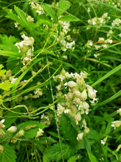 Silene repens, photographed by Viola Alekseeva