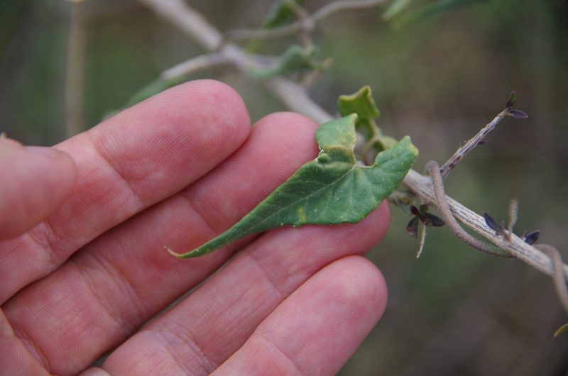 Chthamalia atrostellata, photographed by Eric Knight