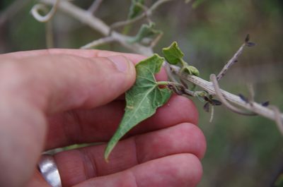 Chthamalia atrostellata, photographed by Eric Knight
