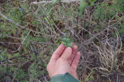 Chthamalia atrostellata, photographed by Eric Knight