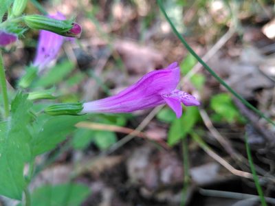 Clinopodium grandiflorum, photographed by Yves Bas