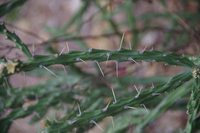 Cylindropuntia kleiniae, photographed by Eric Knight