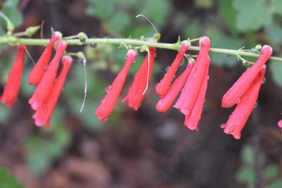 Penstemon eatonii, photographed by John Powers