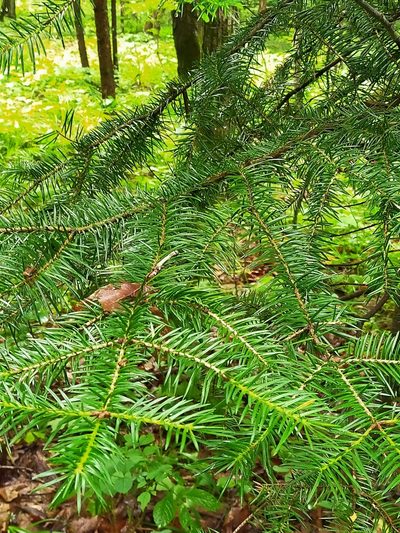 Abies holophylla, photographed by Viola Alekseeva