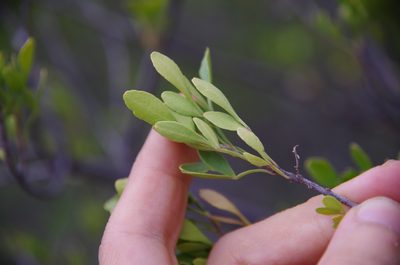 Fraxinus greggii, photographed by Eric Knight