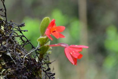Fernandezia myrtillus, photographed by Dairo Escobar