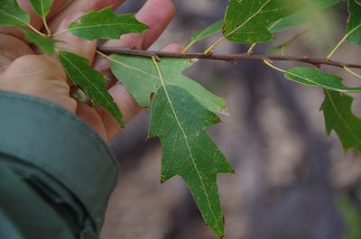 Quercus gravesii, photographed by Eric Knight