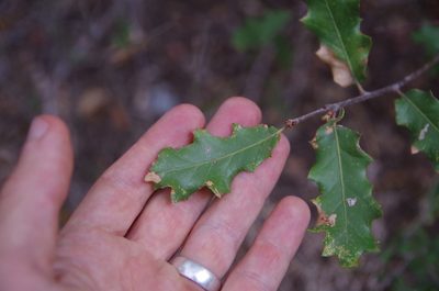 Quercus pungens, photographed by Eric Knight