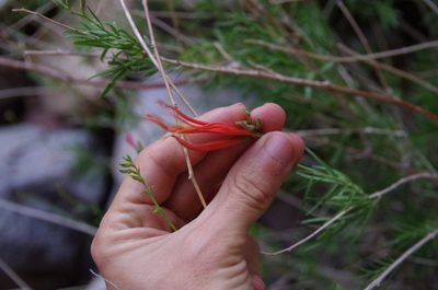 Anisacanthus linearis, photographed by Eric Knight