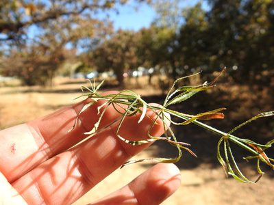 Rubia horrida, photographed by Matthew Fainman