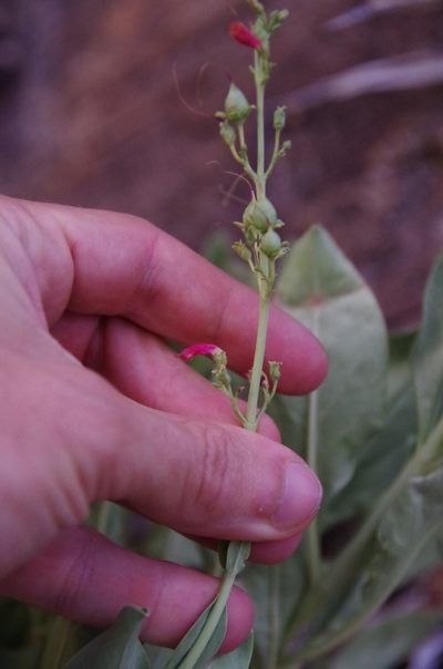 Penstemon havardii, photographed by Eric Knight