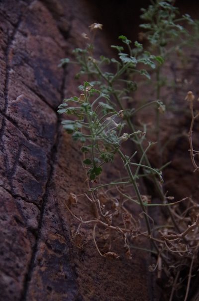 Perityle parryi, photographed by Eric Knight