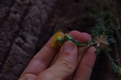 Heterotheca fulcrata, photographed by Eric Knight