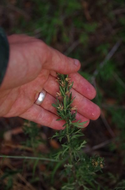 Teucrium coahuilanum, photographed by Eric Knight